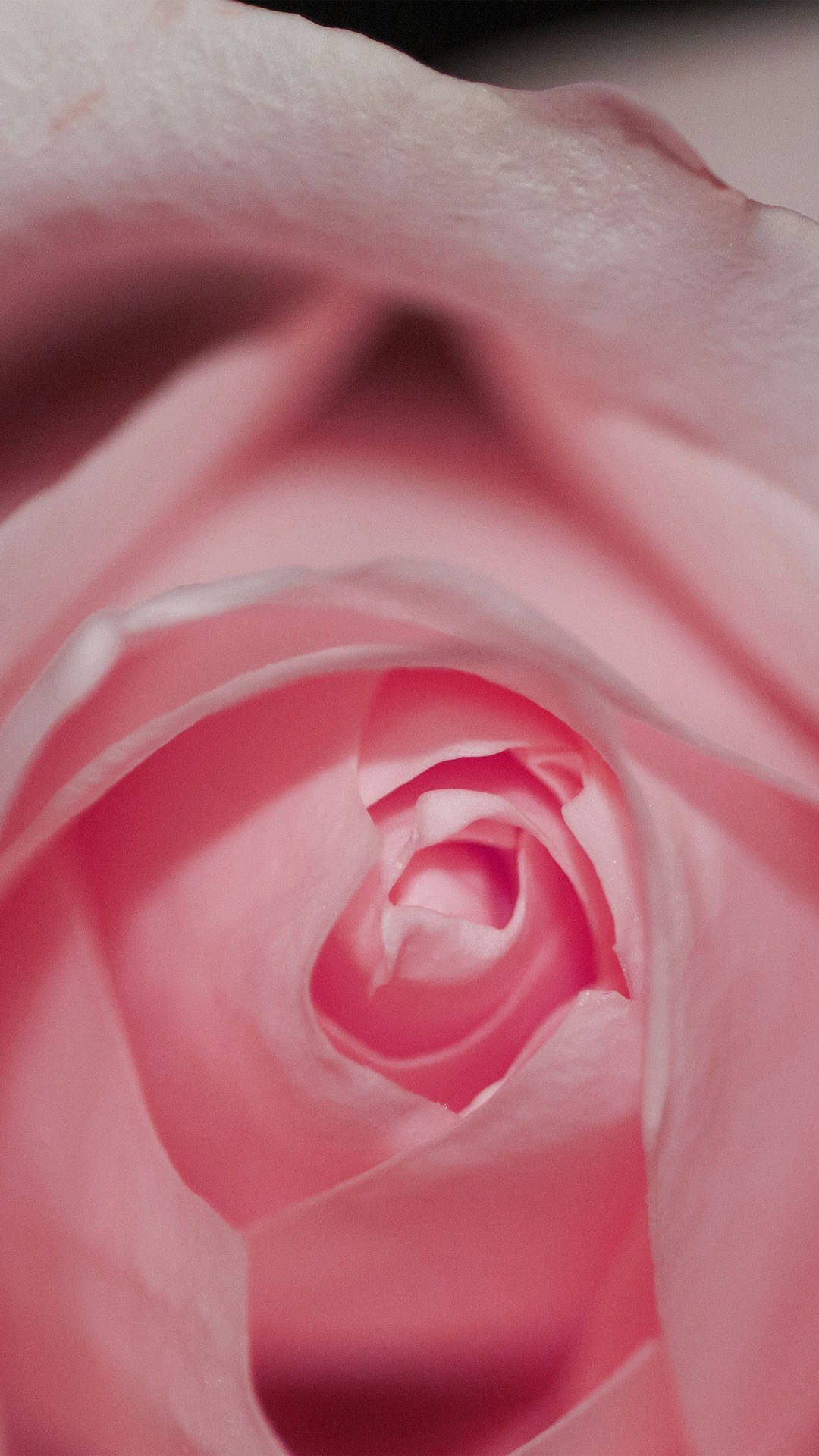 Pink Rose Iphone Cropped Shot