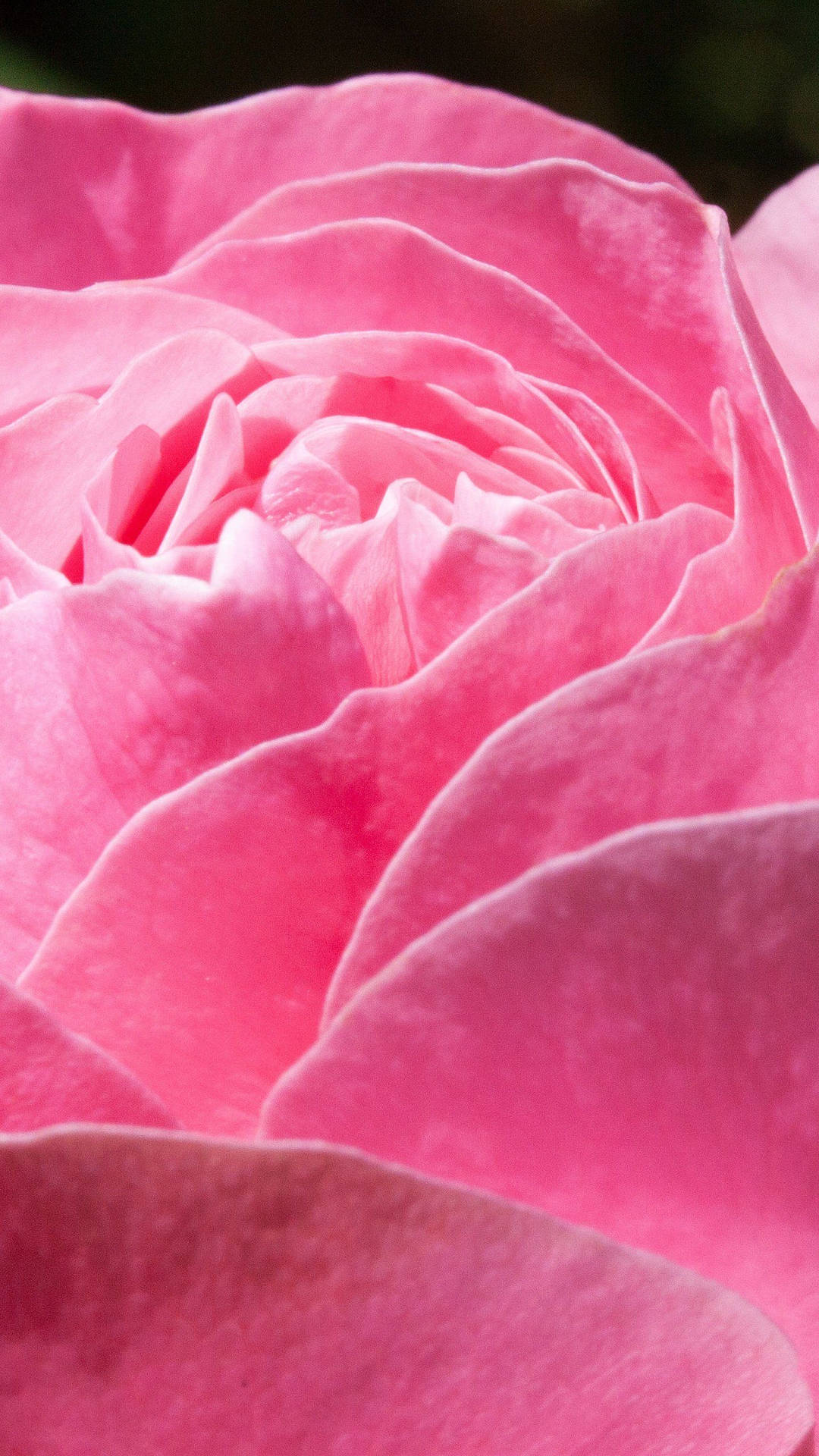 Pink Rose Iphone Vibrant Petals Background
