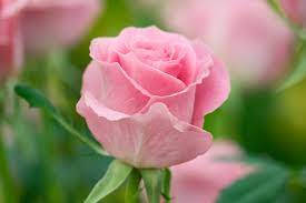 Pink Rose Macro Shot Background