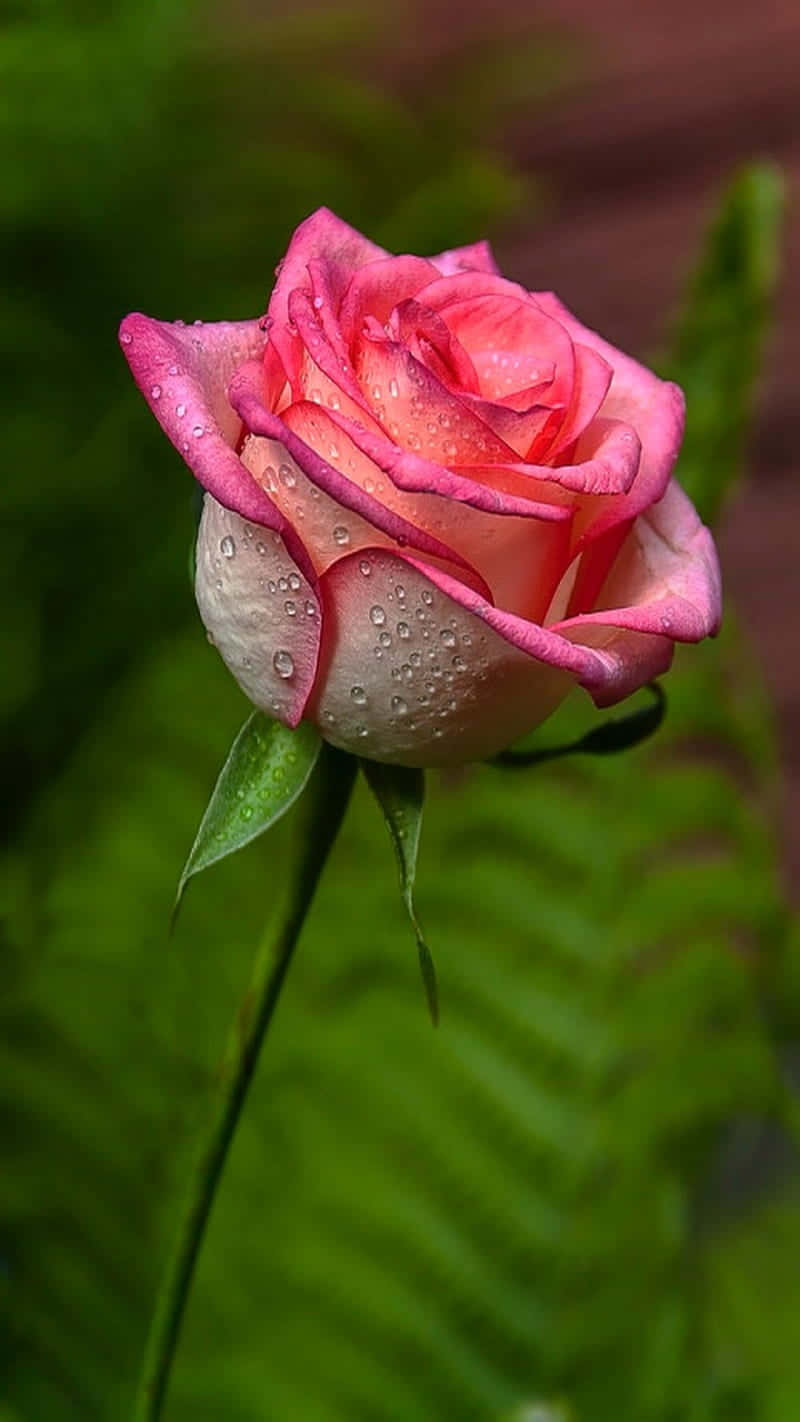 Pink Rose Mobile Background