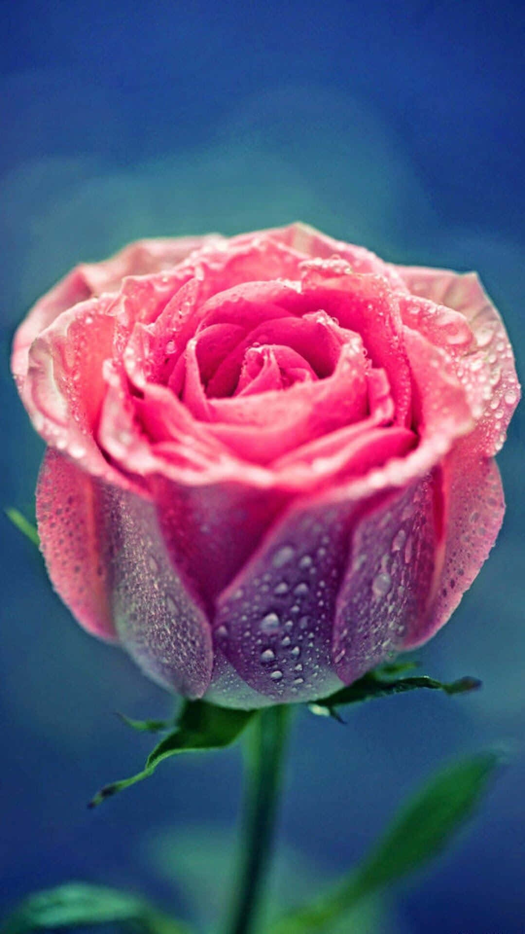 Pink Rose Mobile Background