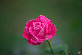 Pink Rose On Blurred Green Field