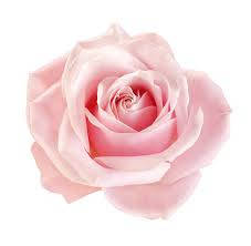 Pink Rose On White Aesthetic Background