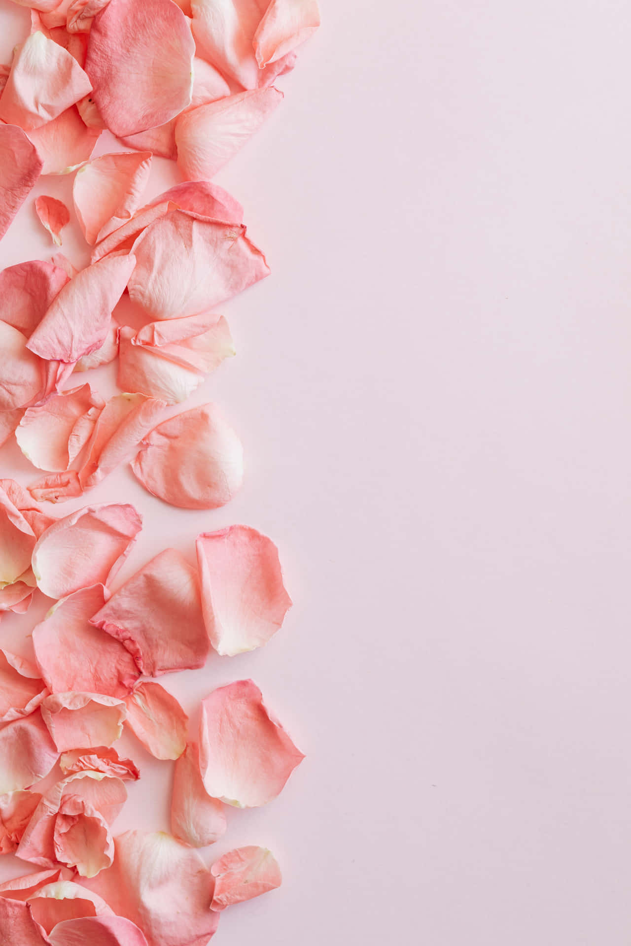 Pink Rose Petals On A Pink Background Background