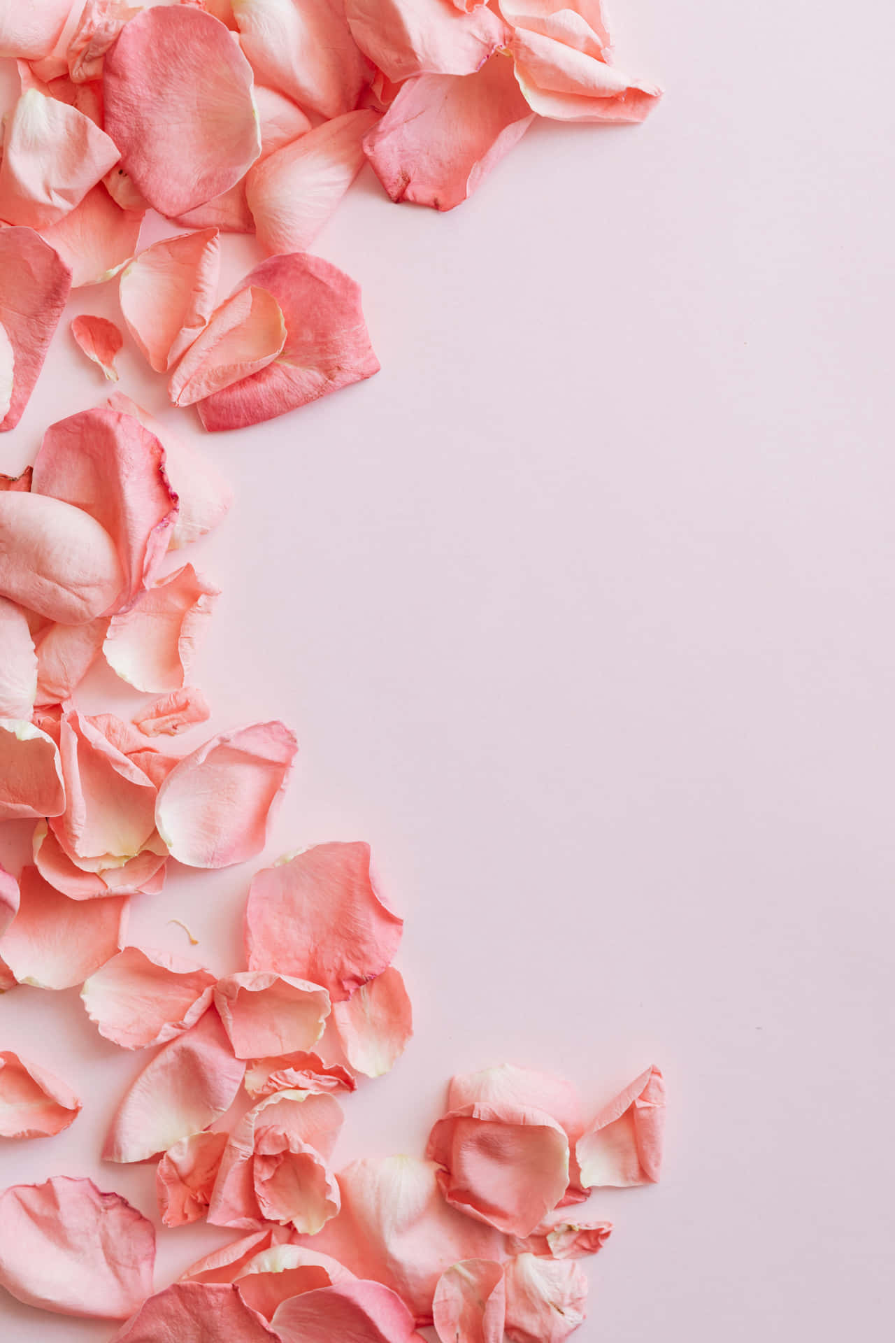 Pink Rose Petals On A Pink Background Background