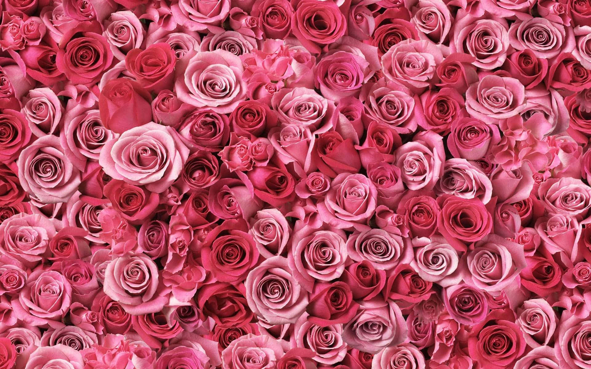 Pink Rose Tumblr Flowers Desktop Background