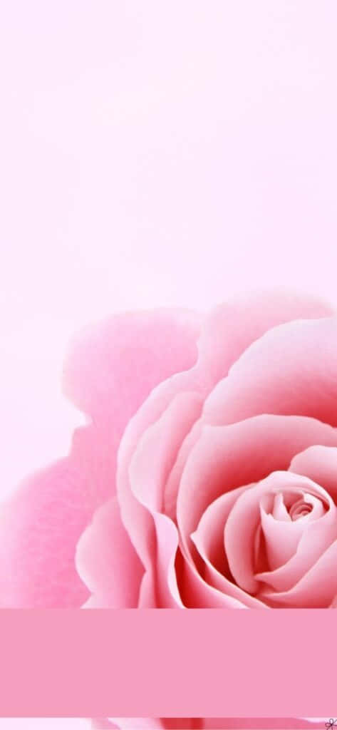 Pink Rose Wallpaper - Pink Rose Wallpaper Background