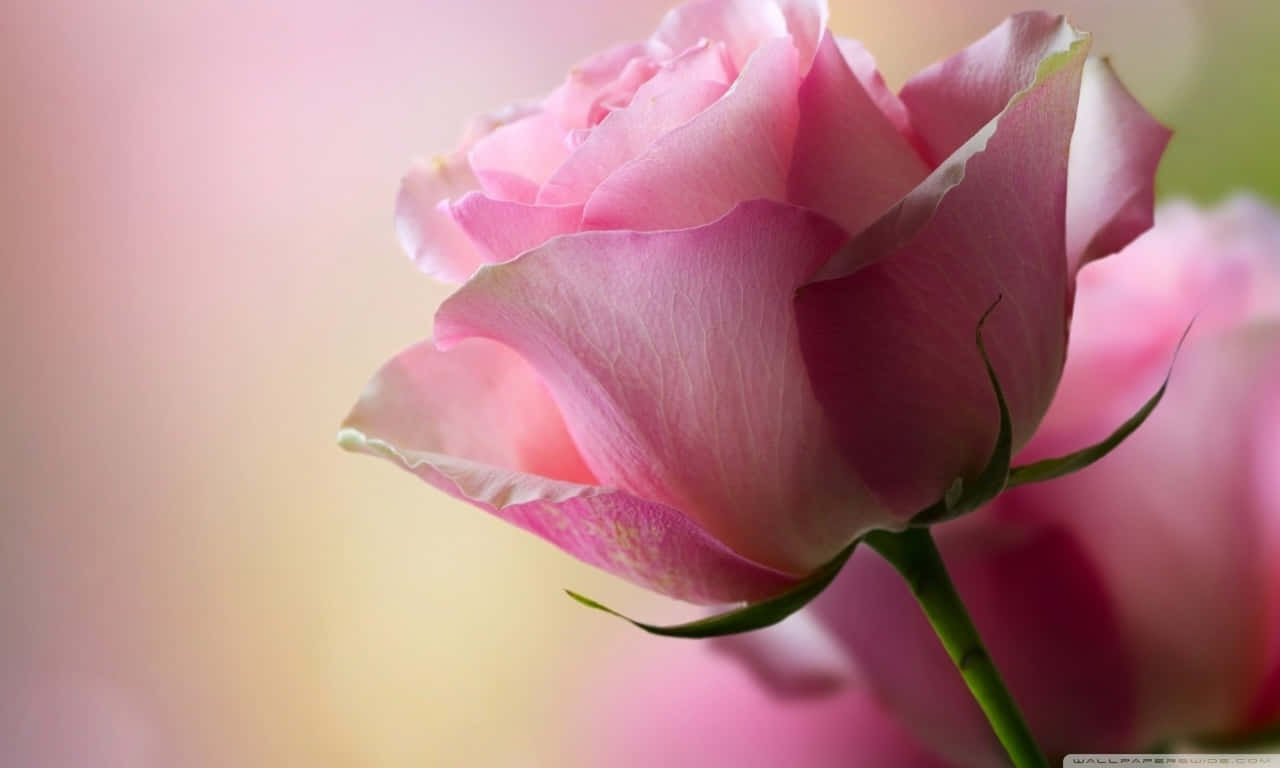 Pink Rose Wallpapers Hd Background