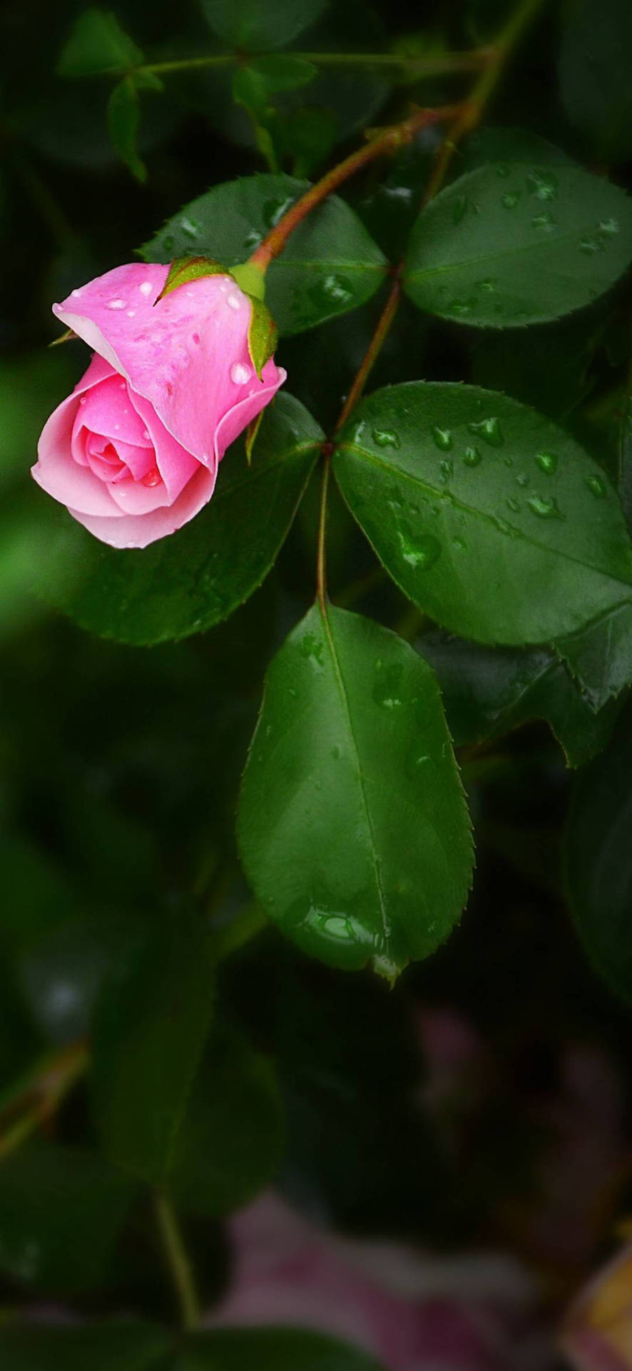 Pink Rose With Leaves Flower Phone