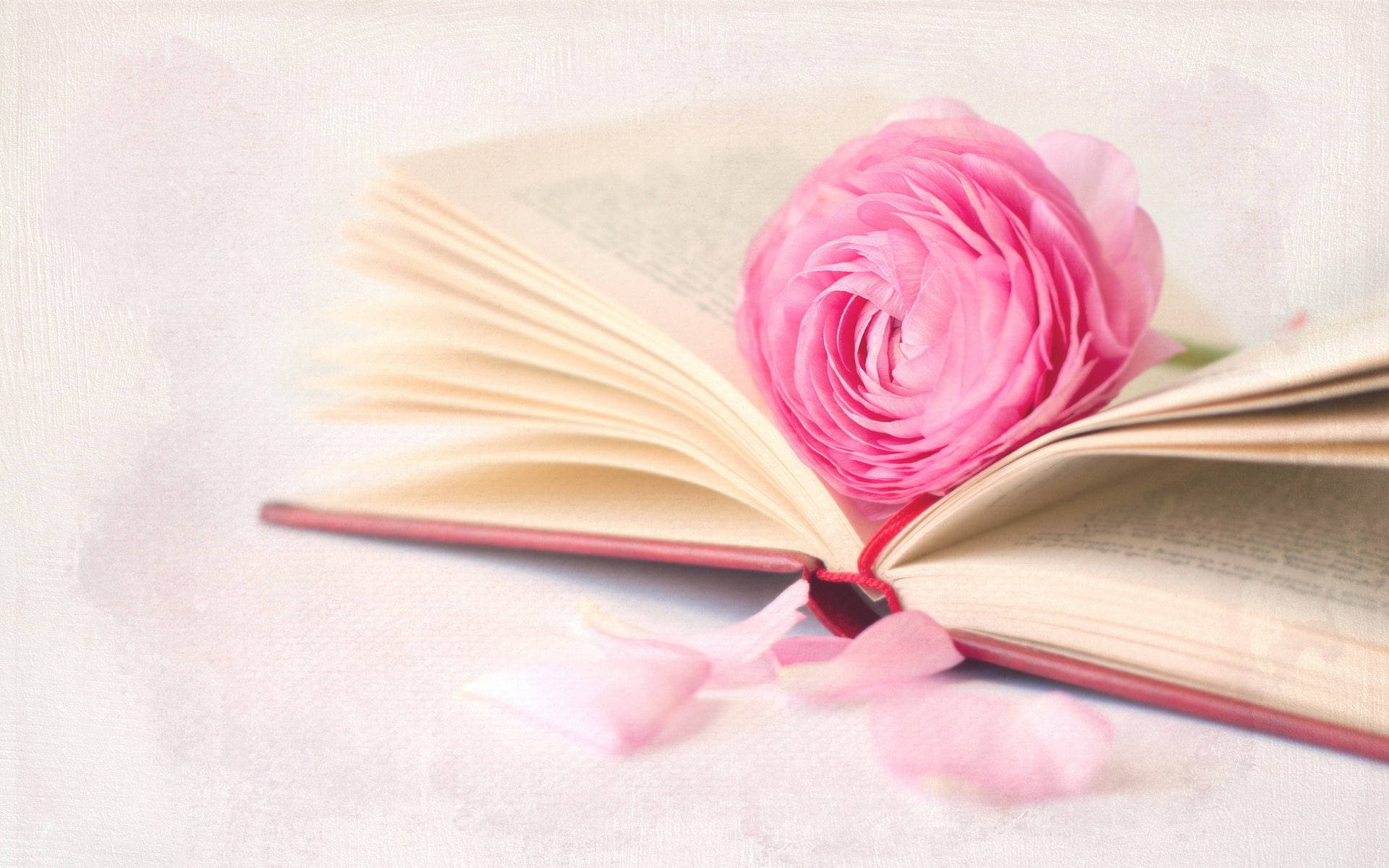 Pink Roses And A Book Background