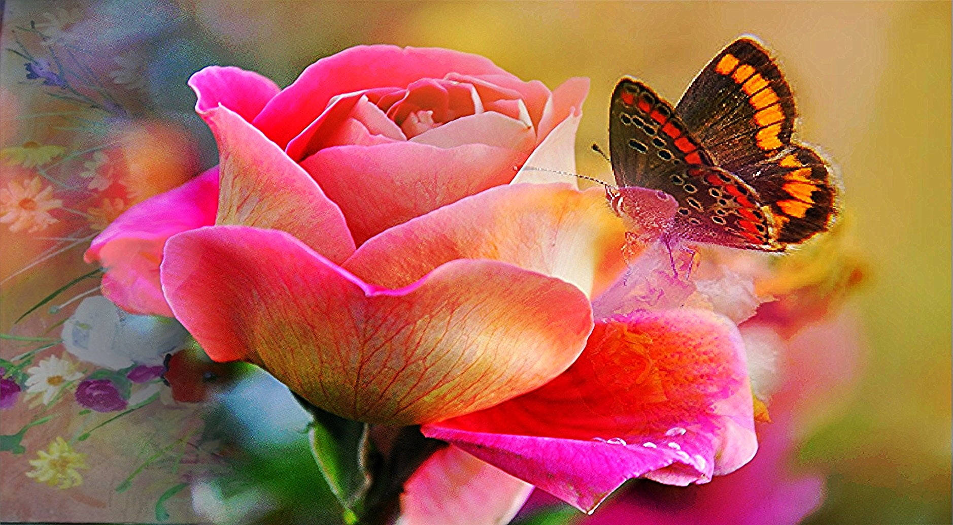 Pink Roses And A Butterfly Background