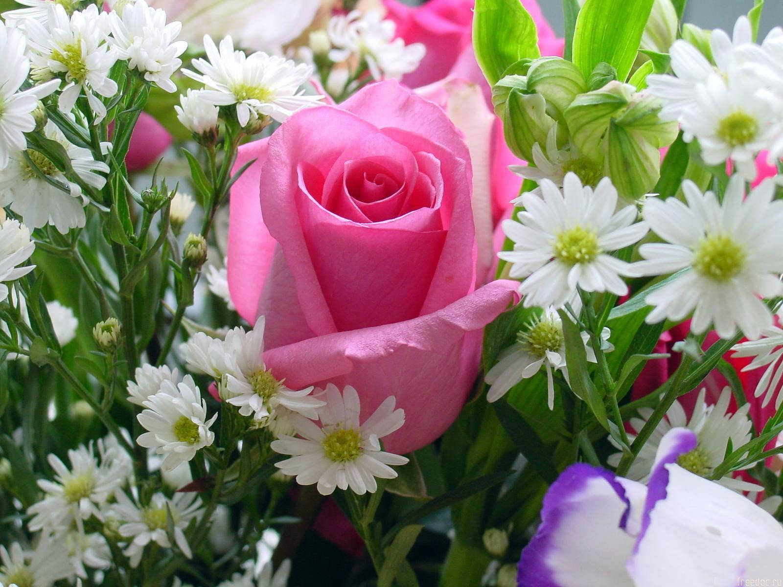 Pink Roses And Daisies Bouquet Background