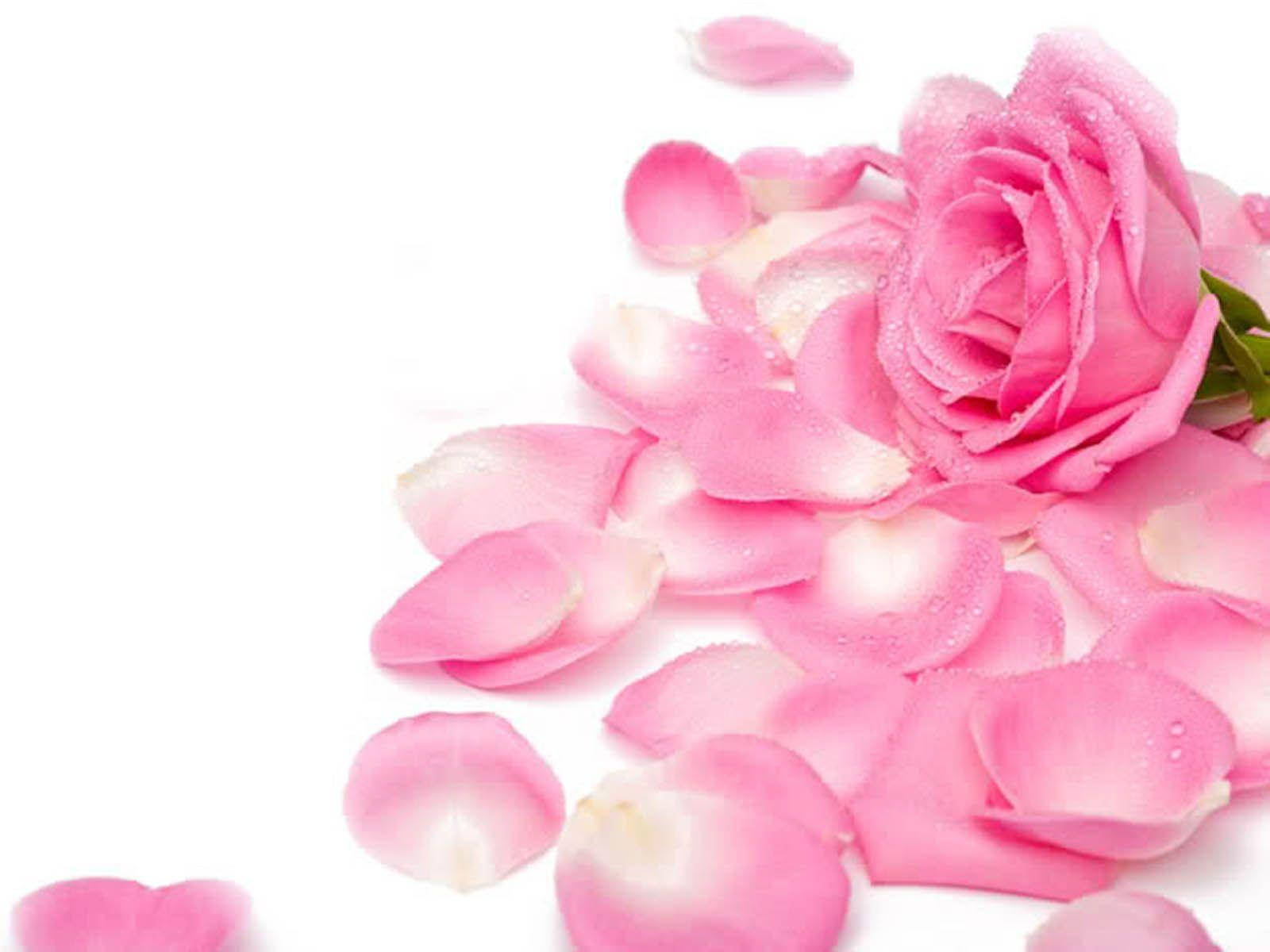 Pink Roses And Petals