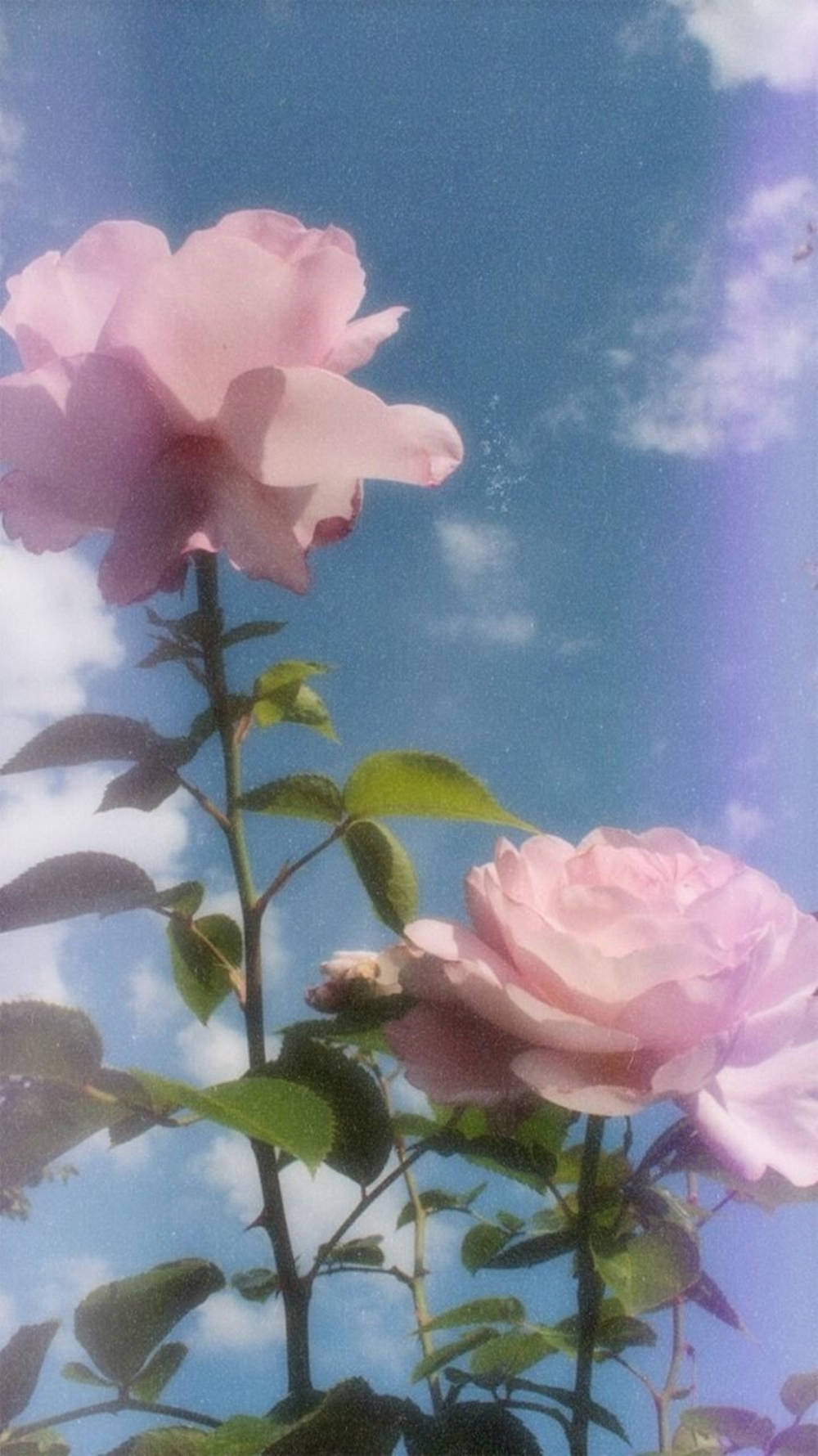 Pink Roses Blue Aesthetic Tumblr Background
