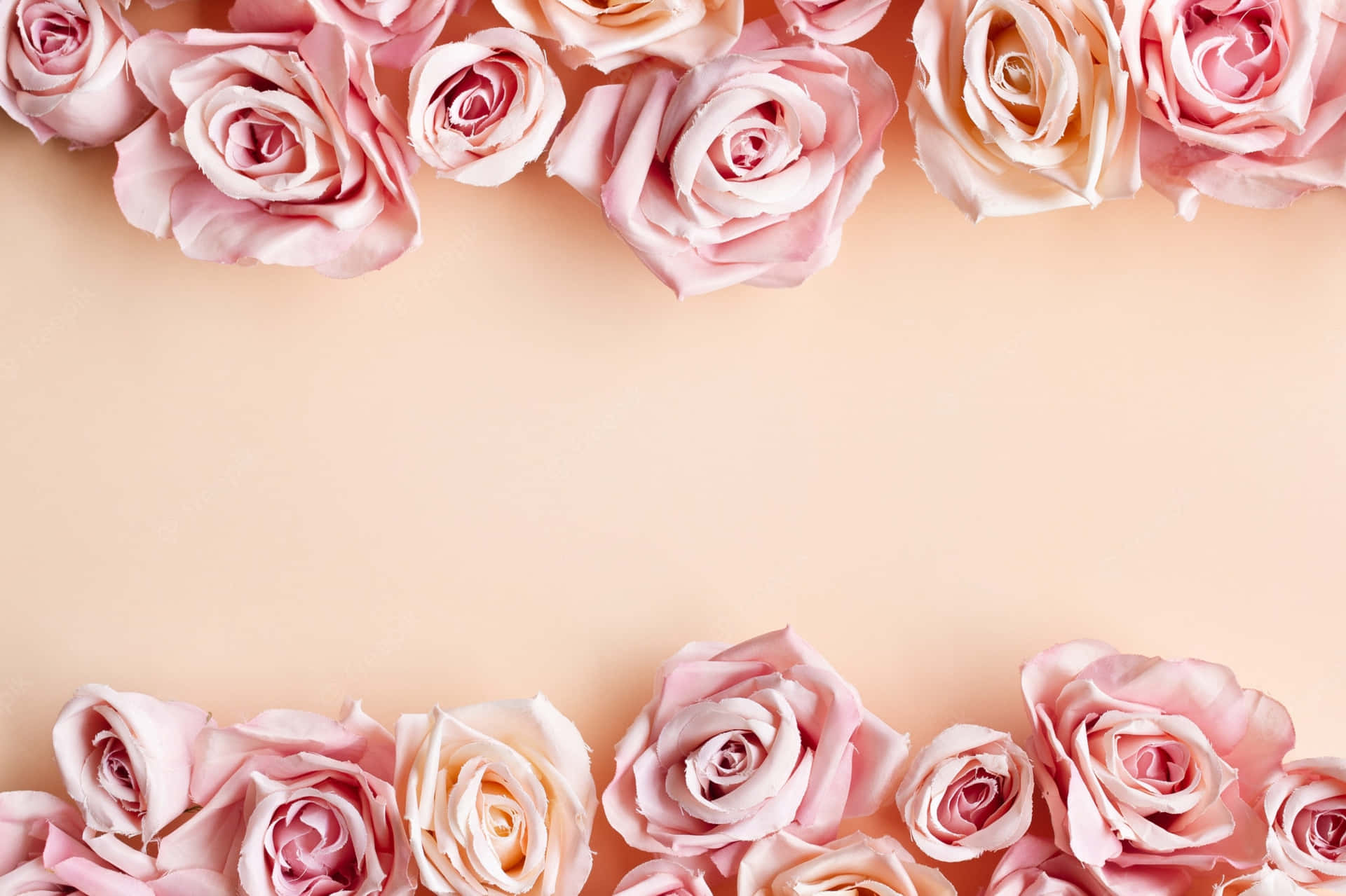 Pink Roses Border Wedding Background