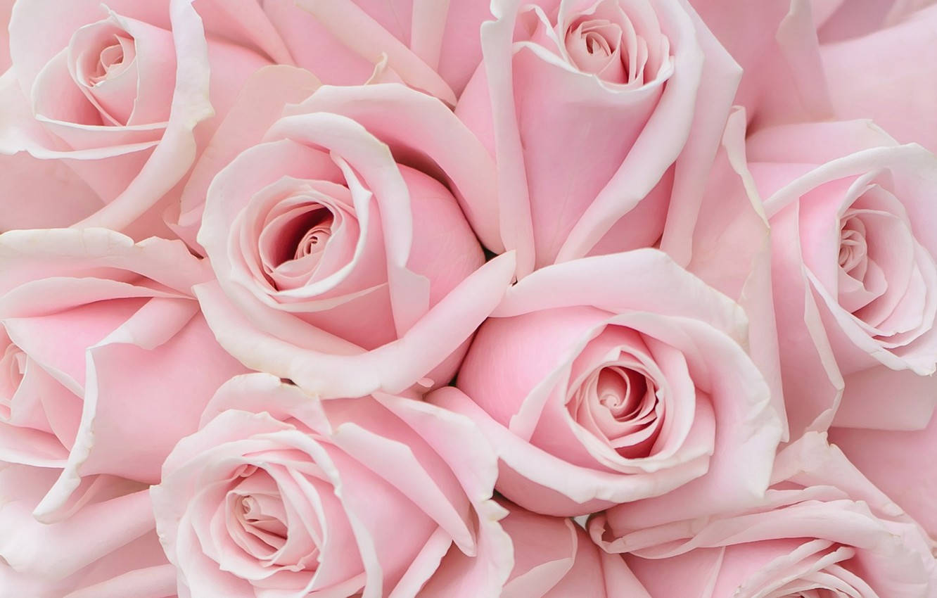 Pink Roses Desktop