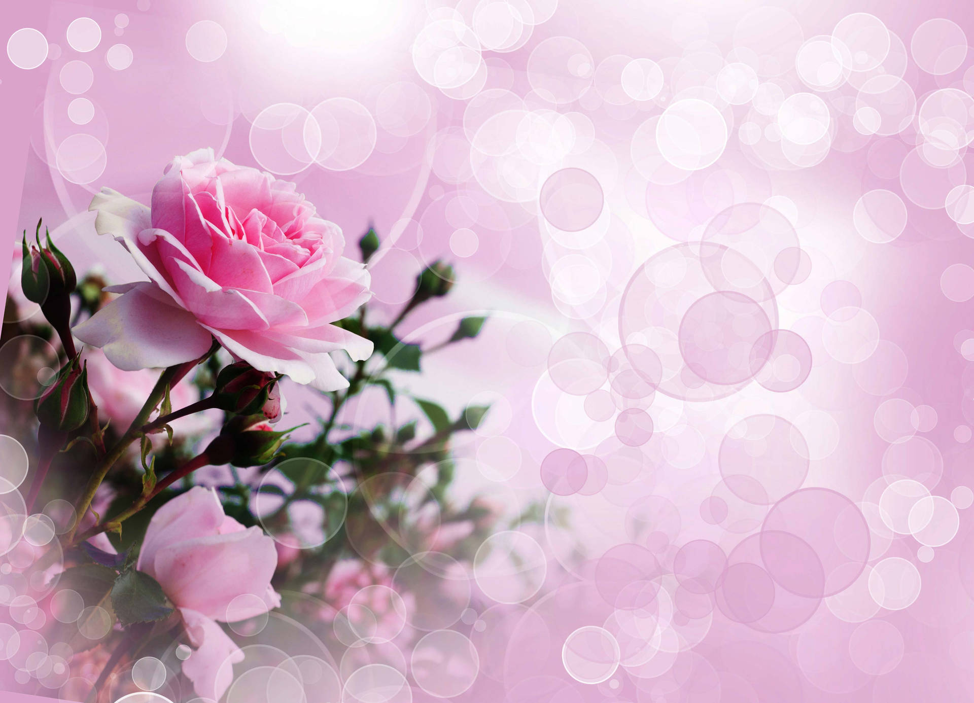 Pink Roses Digital Design