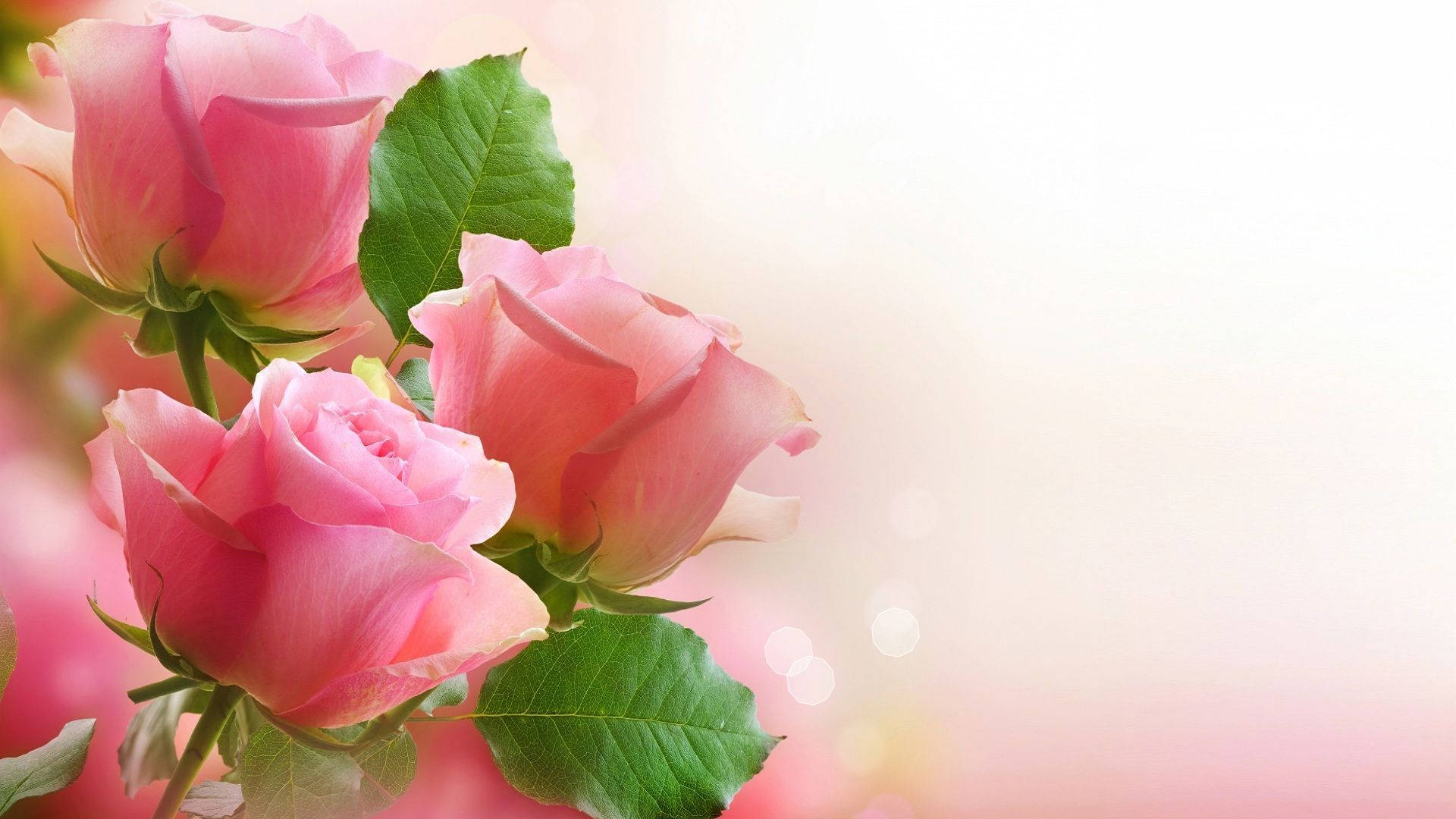 Pink Roses Digital Drawing Background