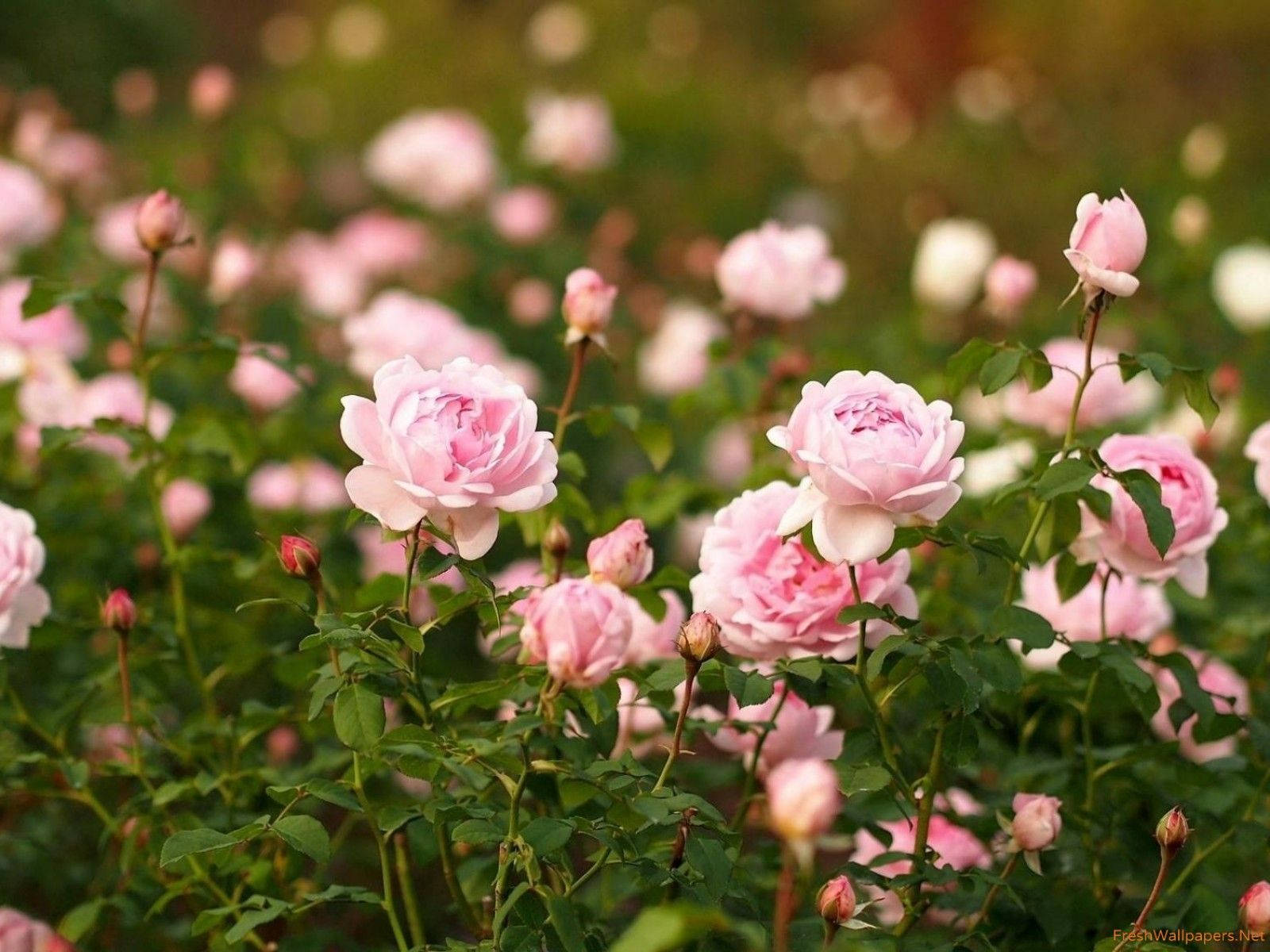 Pink Roses Garden Background