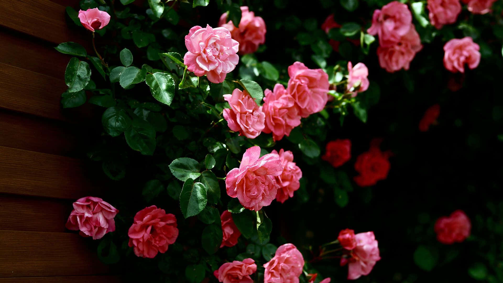 Pink Roses Growing On A Wall Background