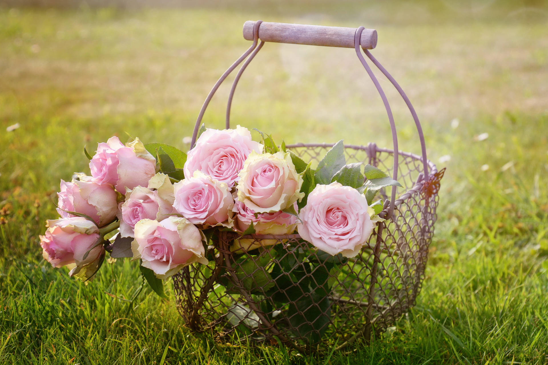 Pink Roses In A Basket Background