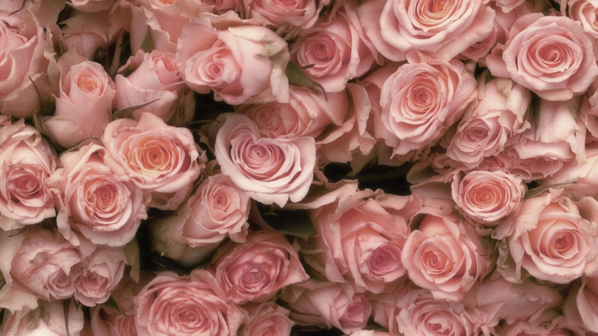 Pink Roses In A Bouquet Background
