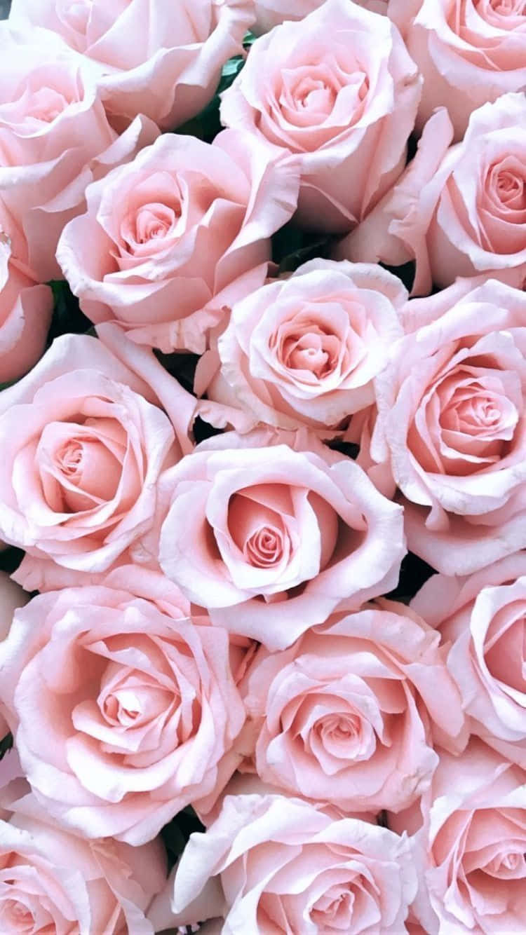 Pink Roses In A Bouquet Background