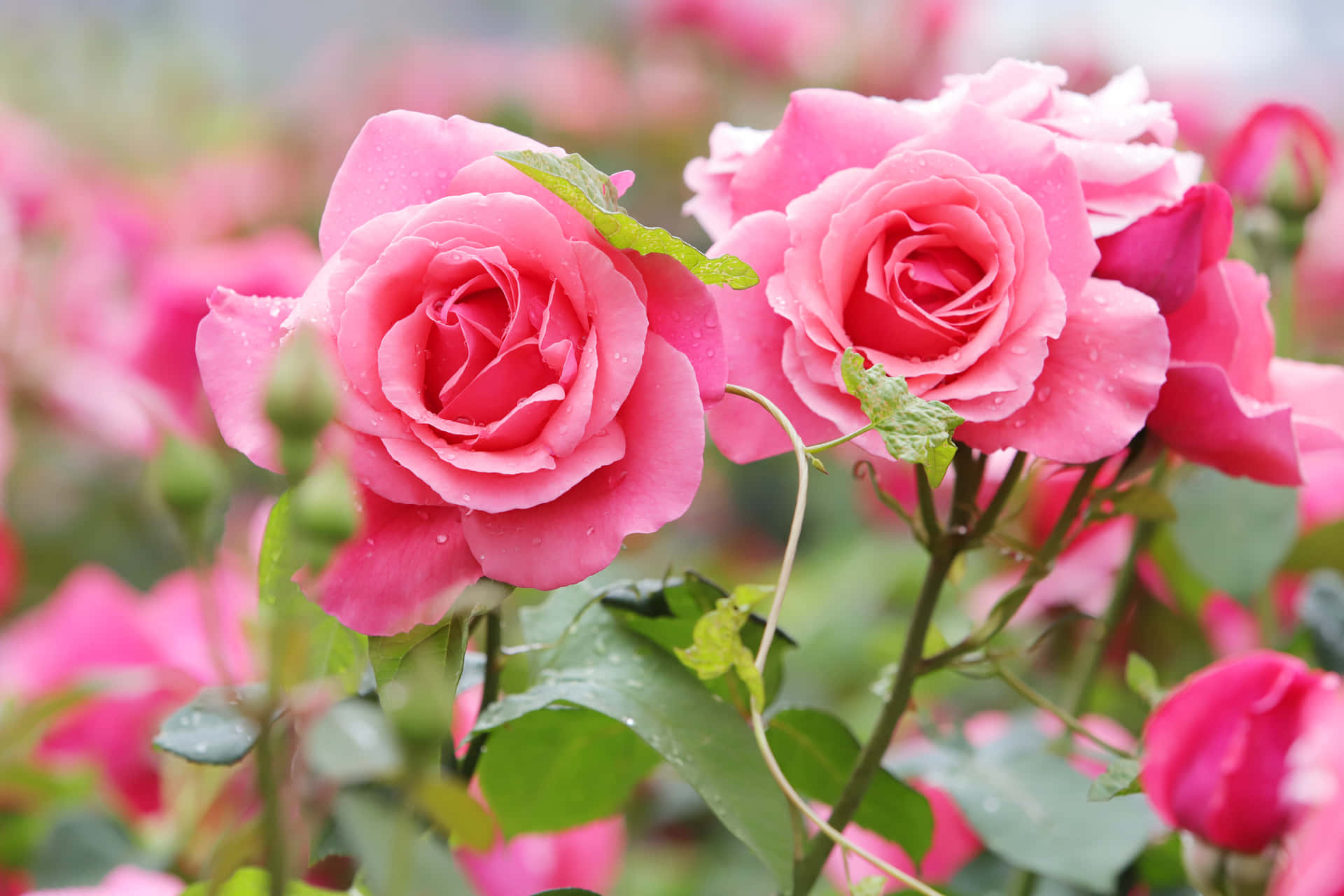 Pink Roses In A Garden With Green Leaves
