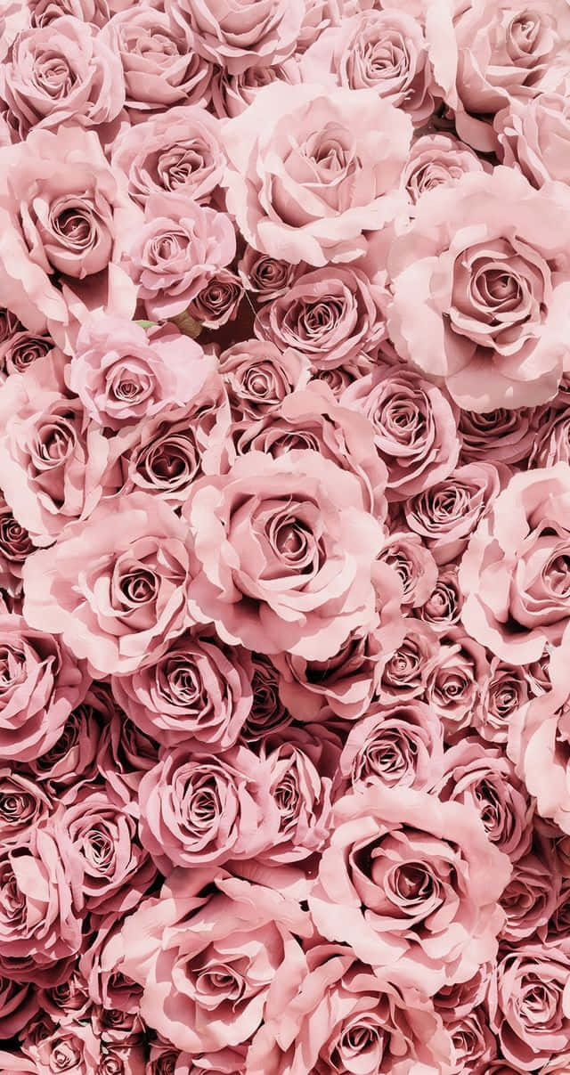 Pink Roses In A Large Pile Background