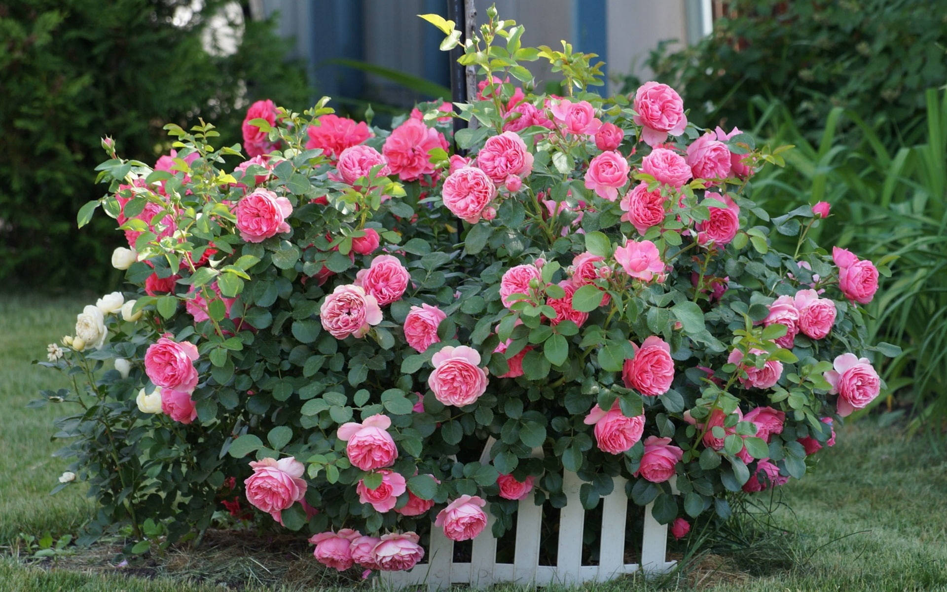 Pink Roses In A Shrub