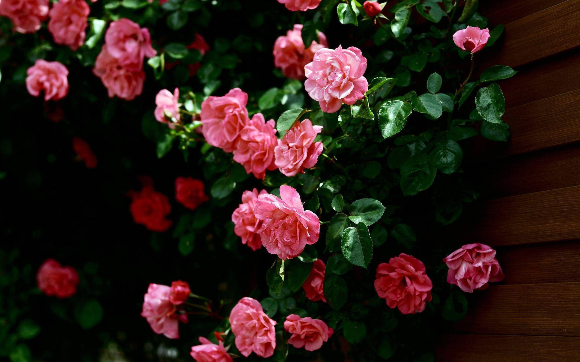 Pink Roses In A Wall