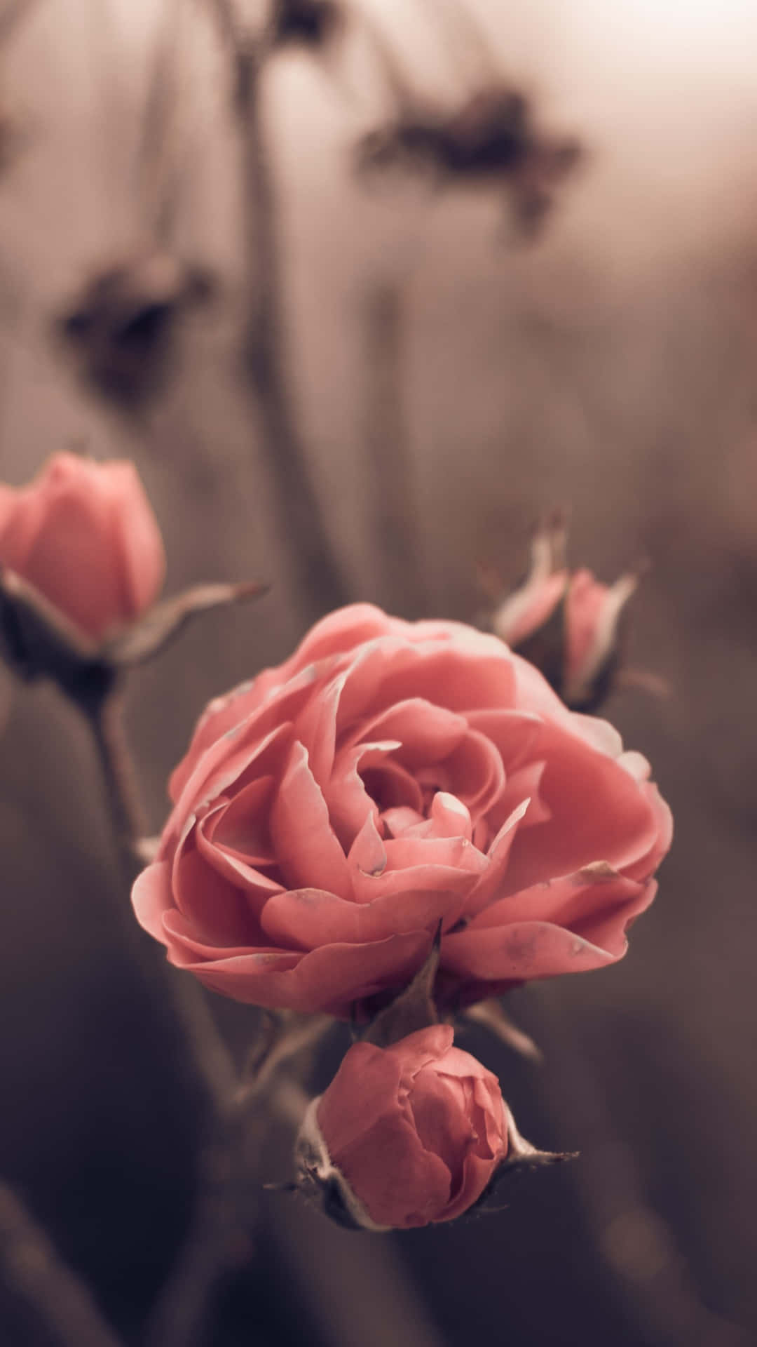 Pink Roses In The Background With A Blurred Background