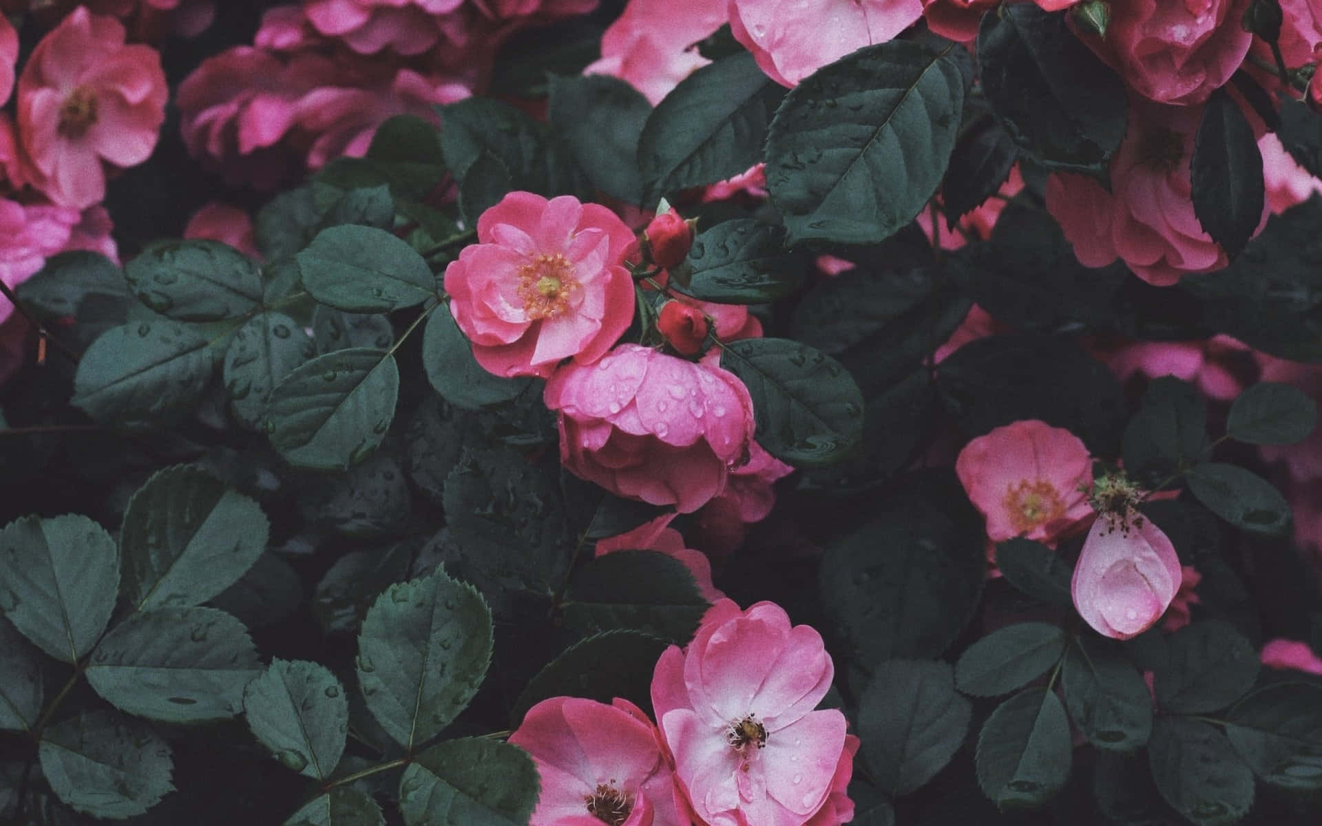 Pink Roses In The Garden