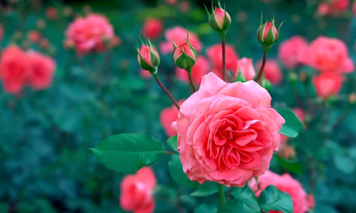 Pink Roses In The Garden Background