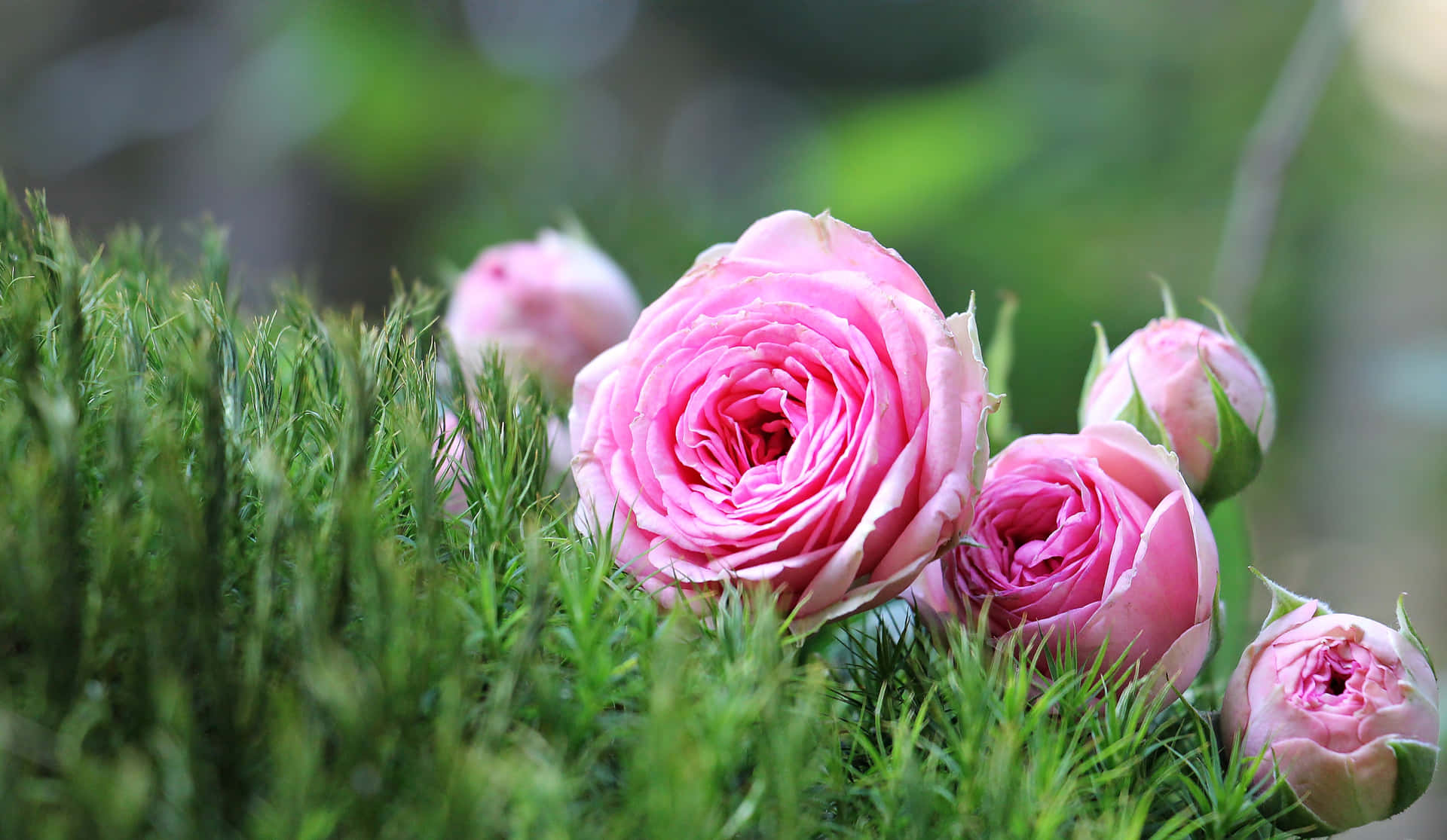 Pink Roses In The Grass Background