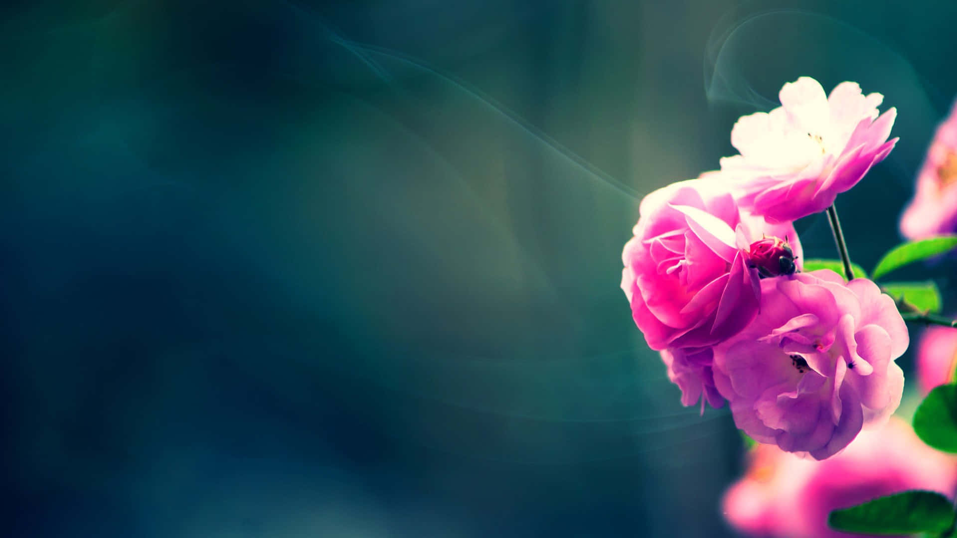 Pink Roses On A Blue Background Background