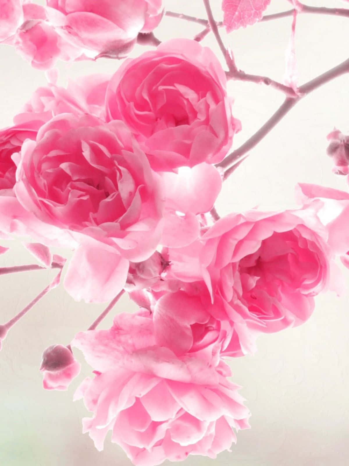 Pink Roses On A Branch With White Background Background