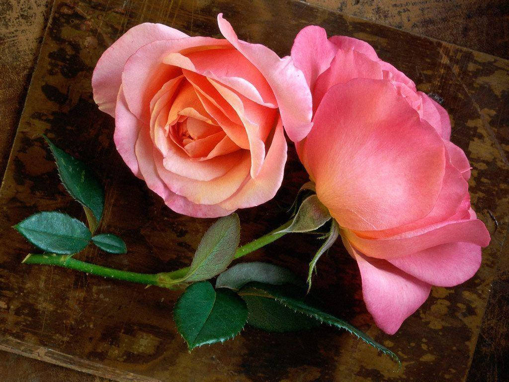 Pink Roses On A Brown Cardboard