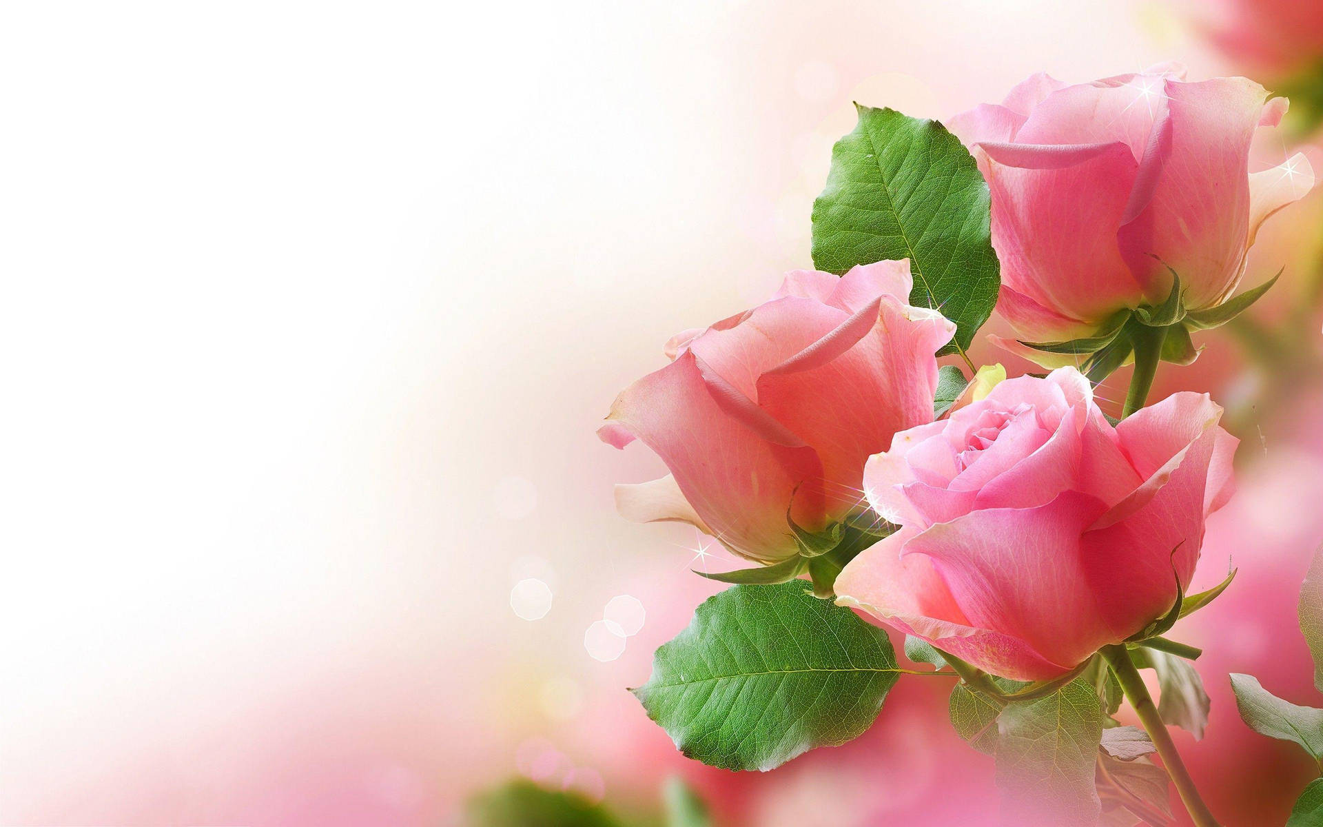 Pink Roses On A Pink Background Background