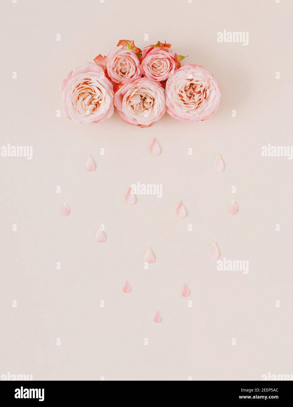 Pink Roses On A Pink Background With Water Drops - Stock Image Background