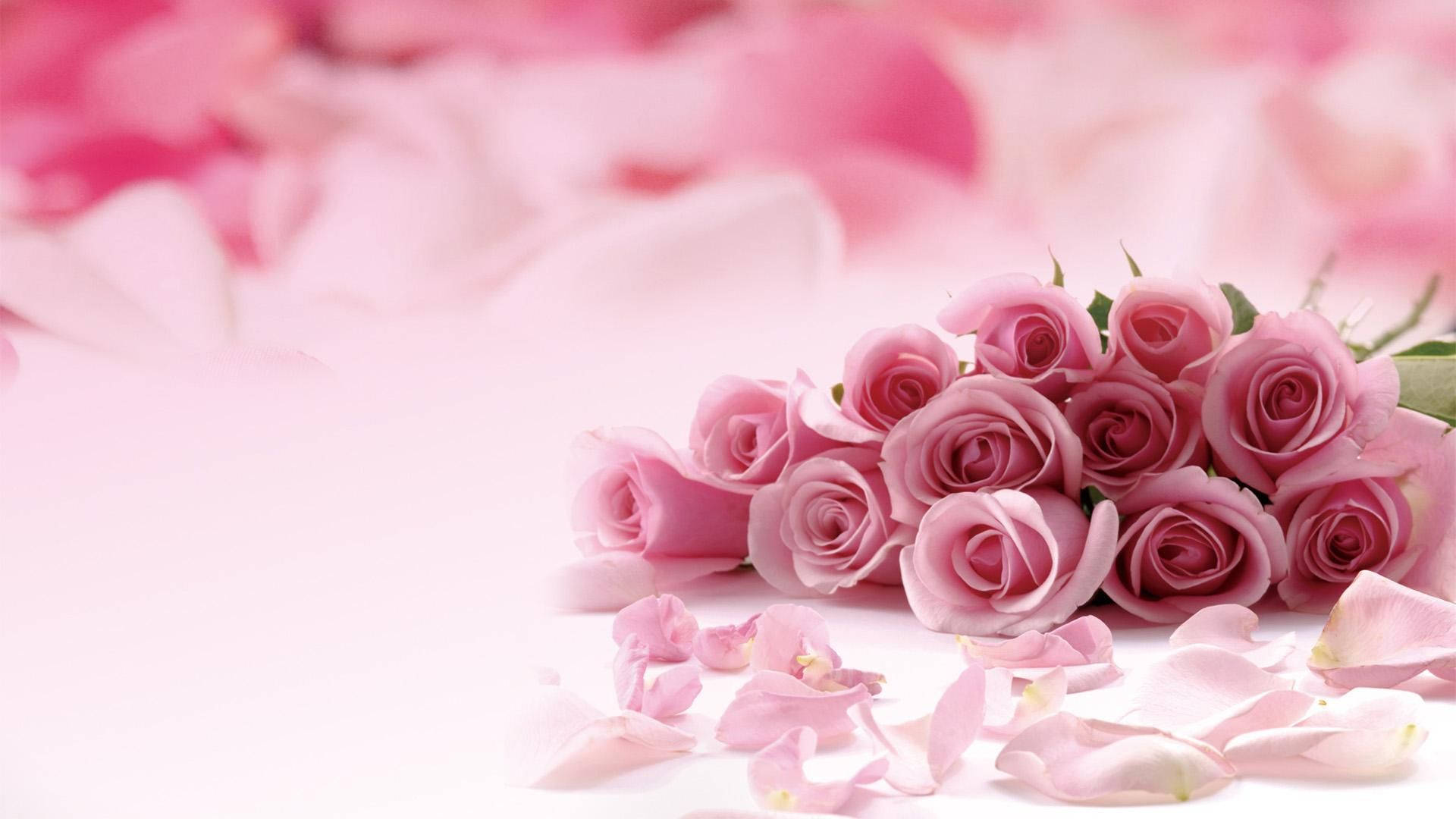 Pink Roses On A Pink Background Background