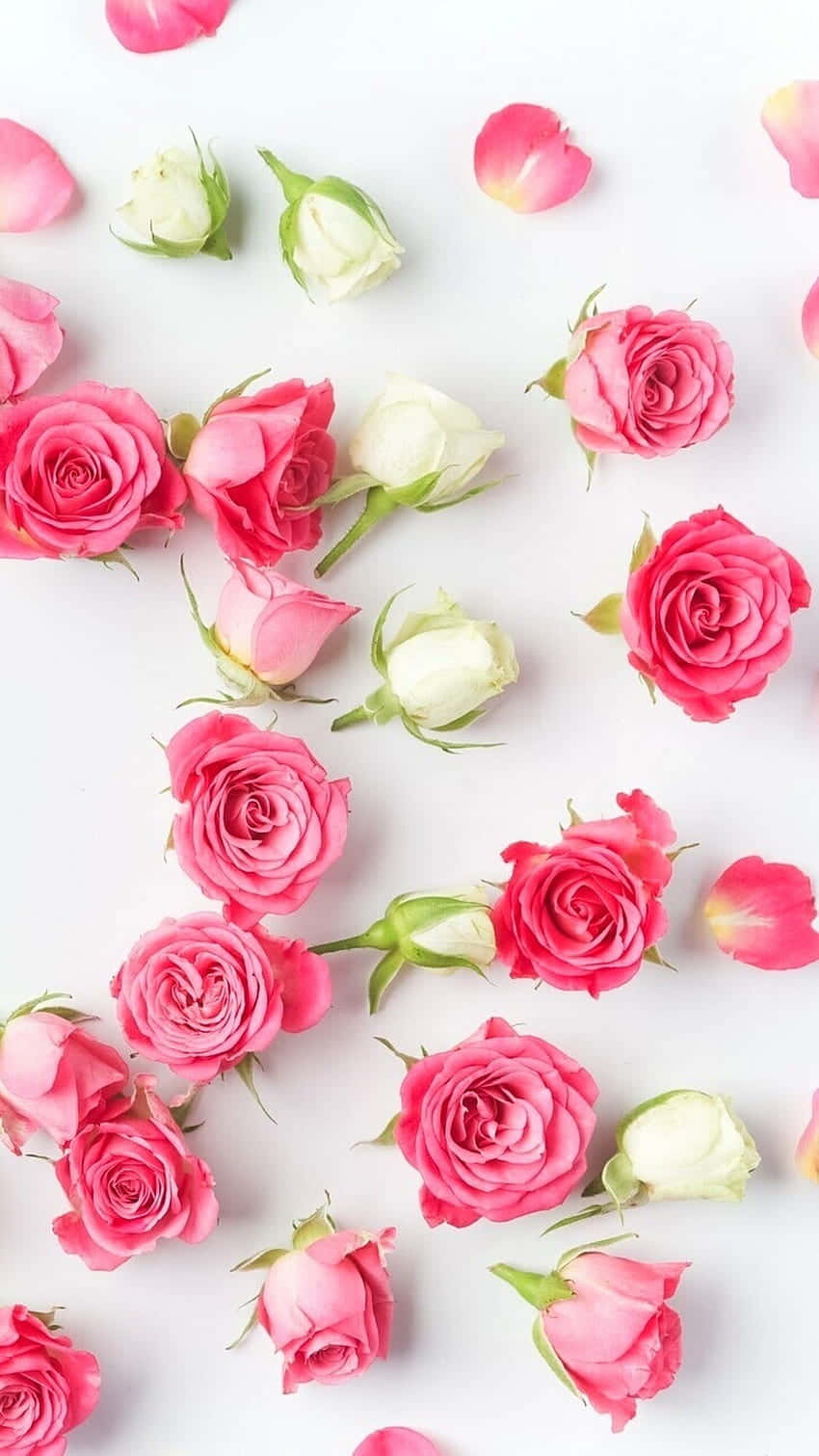 Pink Roses On A White Background Background