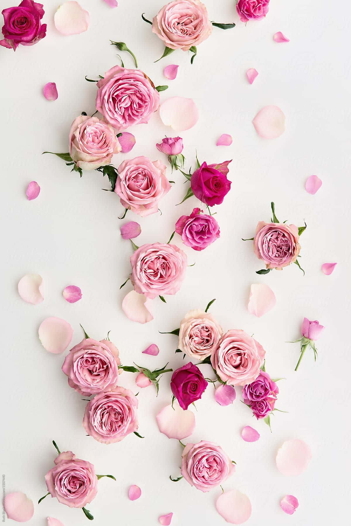 Pink Roses On White Background By Samantha Mccarthy For Stocksy United Background