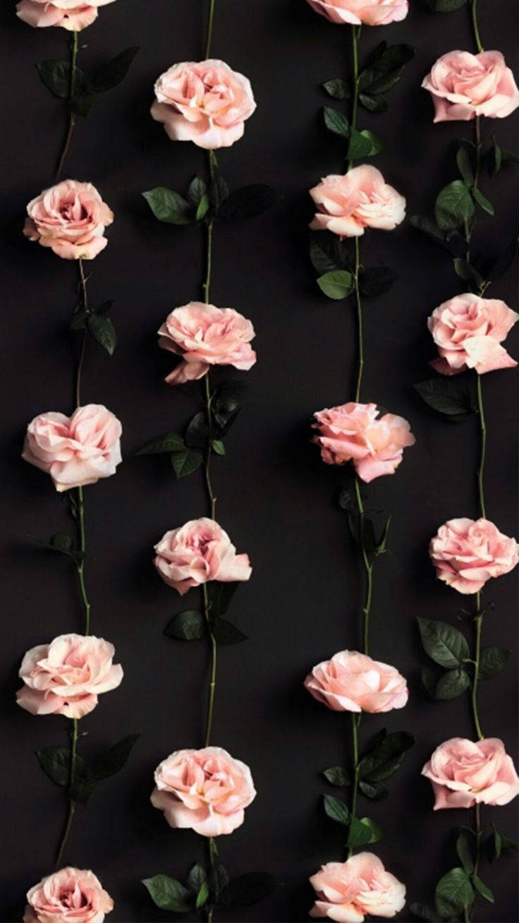Pink Roses Pretty Phone Background