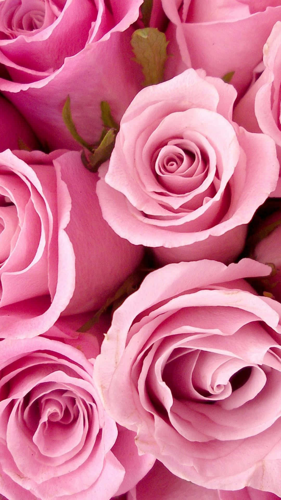 Pink Roses Tumblr Photography Iphone Background