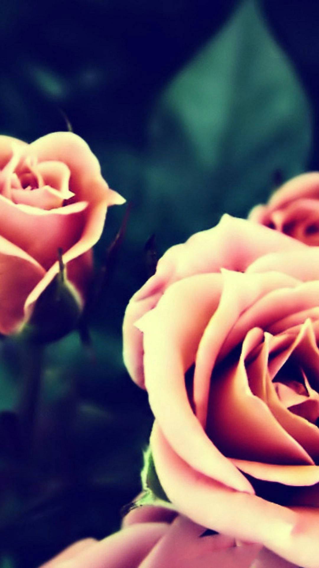 Pink Roses Wallpapers Hd