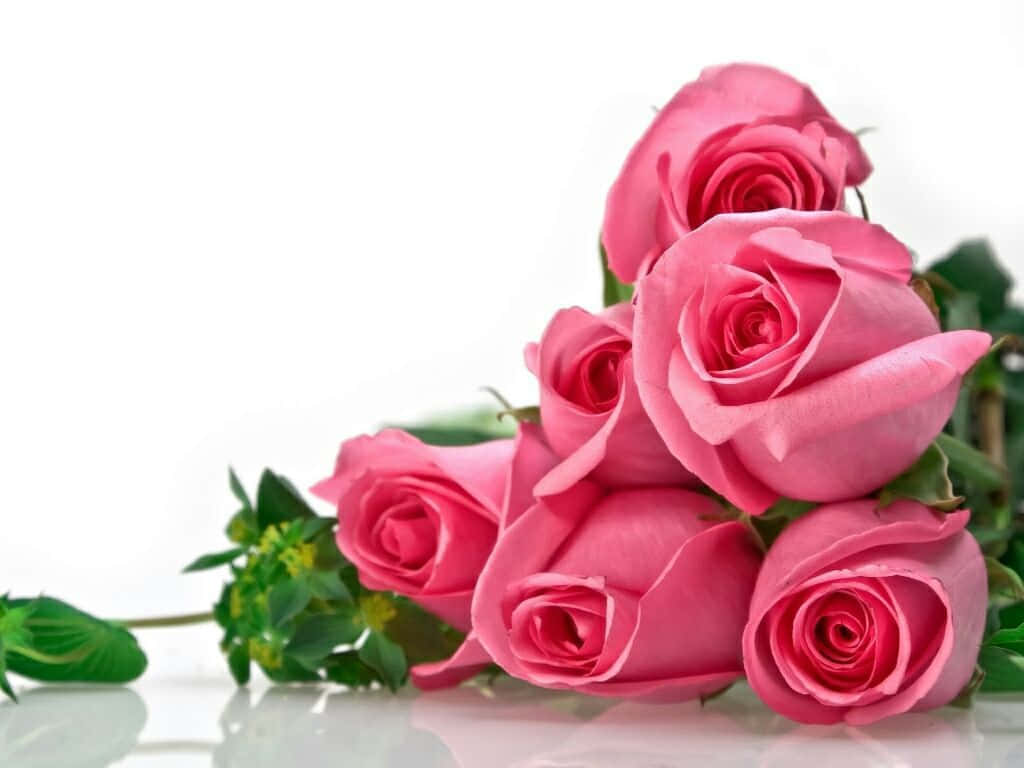Pink Roses Wallpapers Hd Background