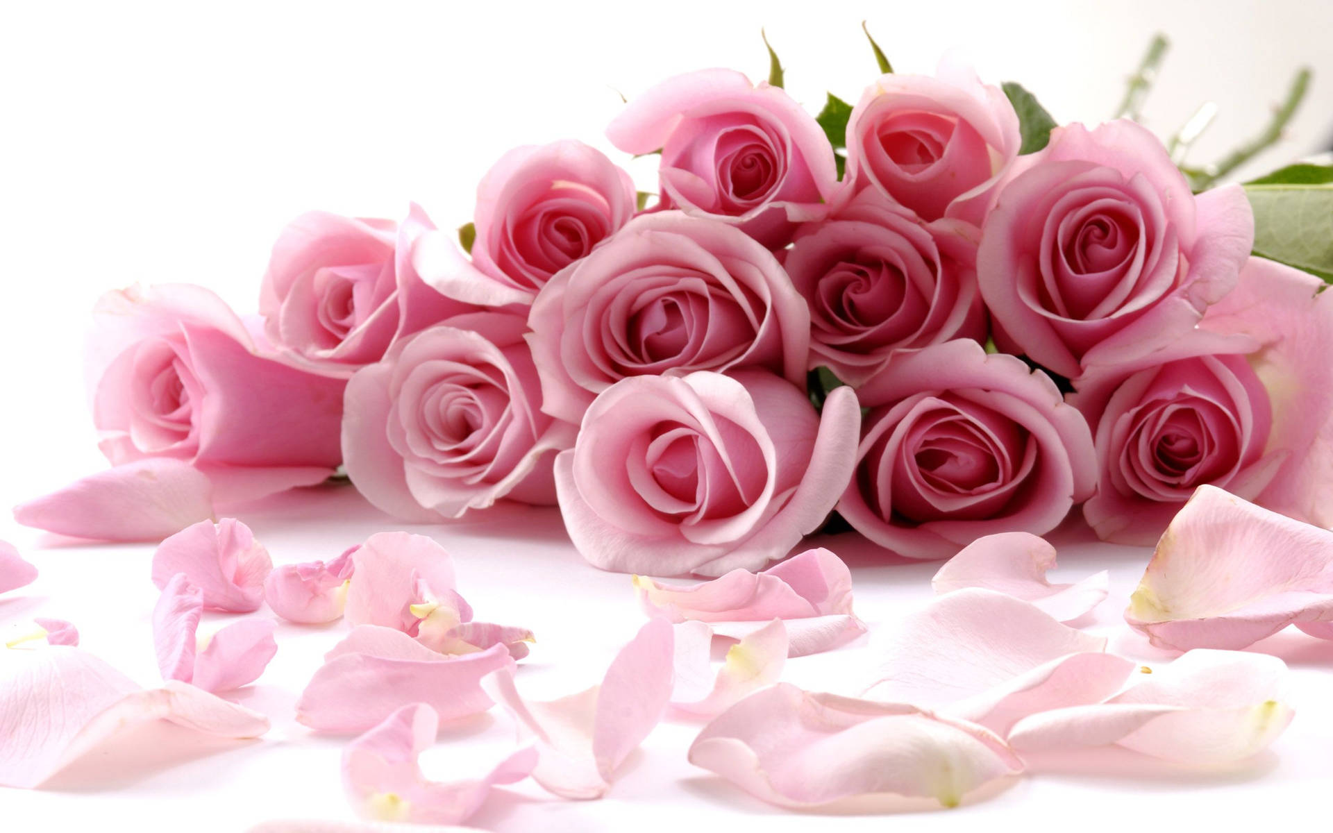 Pink Roses With Fallen Petals Background