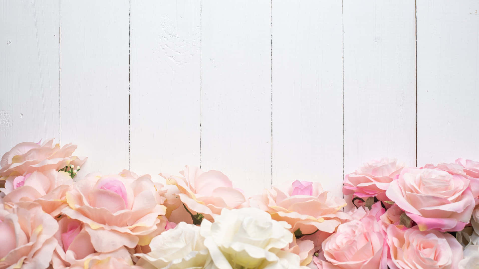 Pink Roseson White Wooden Background Background