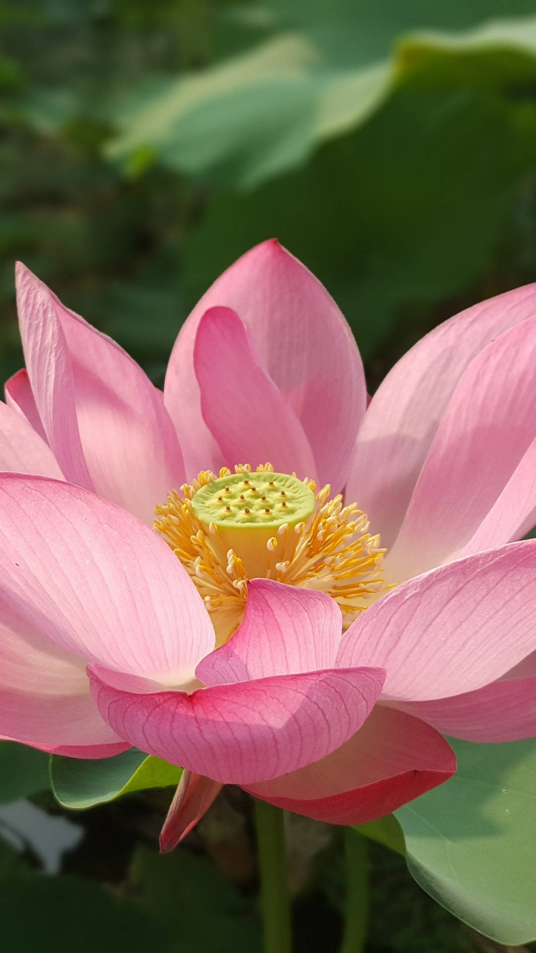 Pink Sacred Lotus Flower